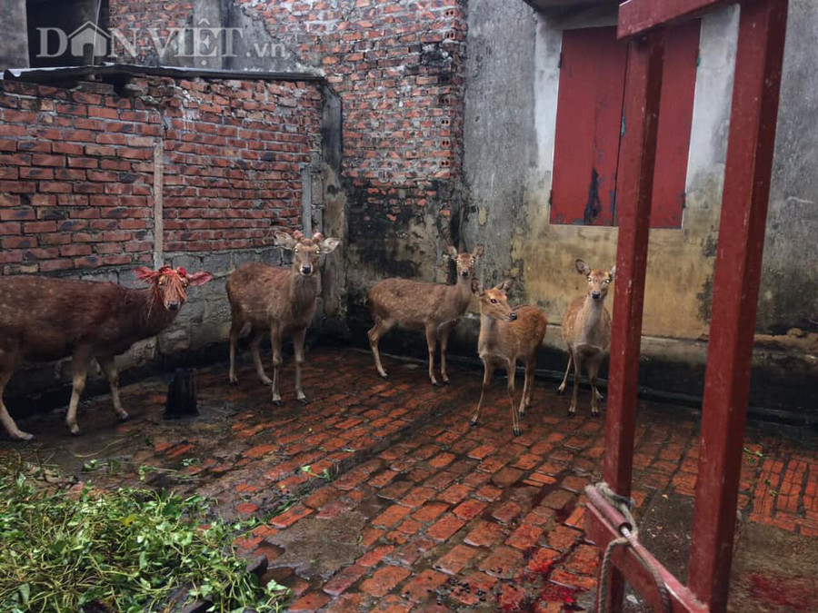 Hươu là loài ăn các loại cỏ, lá sắn, lá cây rừng... Hươu ăn không nhiều, mỗi con chỉ ăn 3 - 4 kg cỏ, lá/ngày.