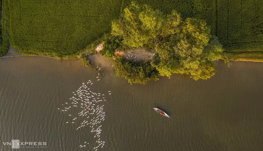 Đàn vịt trắng điểm xuyết trên dòng sông quê xã Cát Tân.