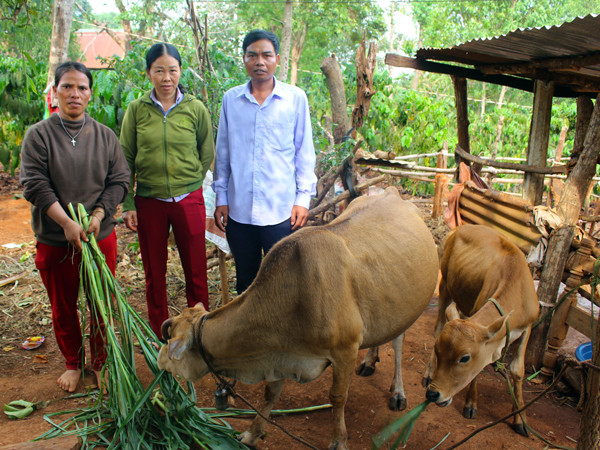 Chị Rơ Châm H’Min (bìa trái) được Ủy ban MTTQ Việt Nam huyện Ia Grai phối hợp với các Mạnh Thường Quân hỗ trợ 1 cặp bò để phát triển kinh tế. Ảnh: P.L