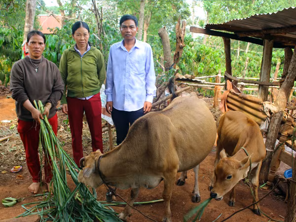 Chị Rơ Châm H’Min (bìa trái) được Ủy ban MTTQ Việt Nam huyện Ia Grai phối hợp với các Mạnh Thường Quân hỗ trợ 1 cặp bò để phát triển kinh tế. Ảnh: P.L