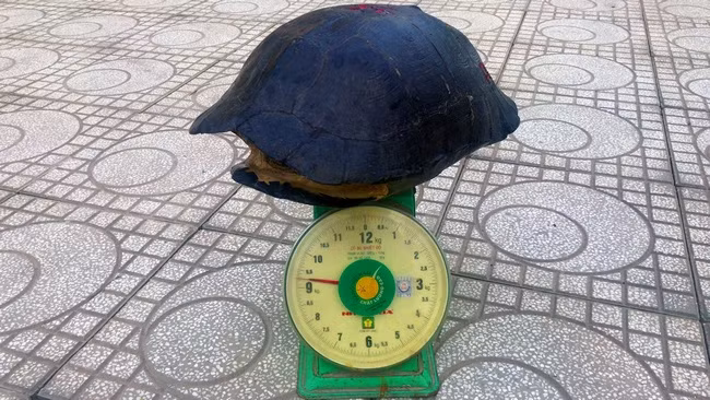 Con càng đước nặng gần 10kg rất khỏe mạnh