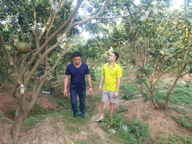 Vườn bưởi da xanh rộng ngút tầm mắt của Lê Duy Chứ. Ảnh: X.T