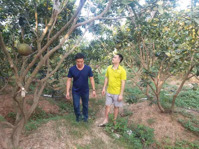 Vườn bưởi da xanh rộng ngút tầm mắt của Lê Duy Chứ. Ảnh: X.T