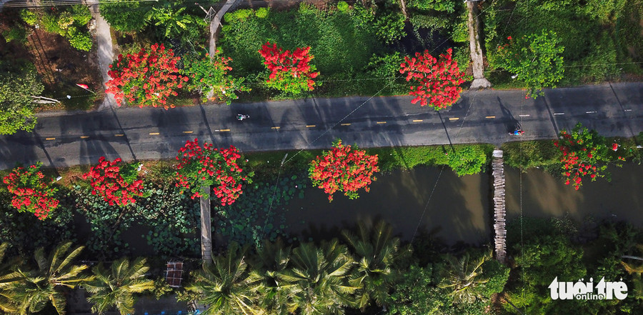 Phượng đỏ hai bên đường kéo dài khoảng 6km của đường vào thị xã Long Mỹ đã tạo nên một vẻ đẹp hiếm có mùa hè ở miền Tây - Ảnh: CHÍ QUỐC