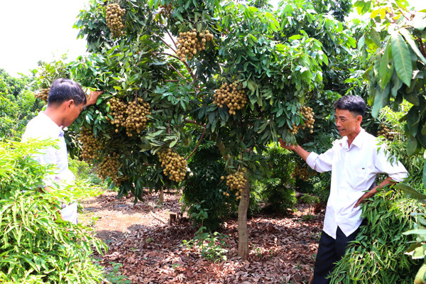 Ông Dương Công Lãm (bên phải). Ảnh: Q.T