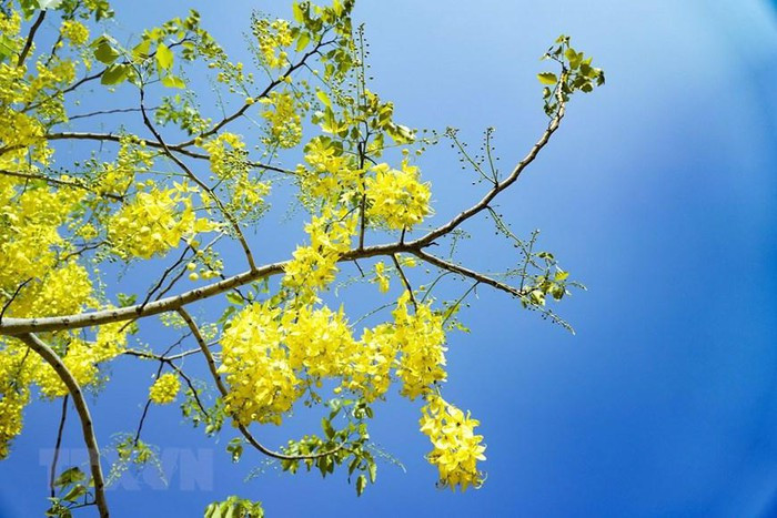 Dưới ánh nắng Hè chói chang sắc vàng muồng hoàng yến càng rực rỡ hơn. (Ảnh: Xuân Tư/TTXVN)