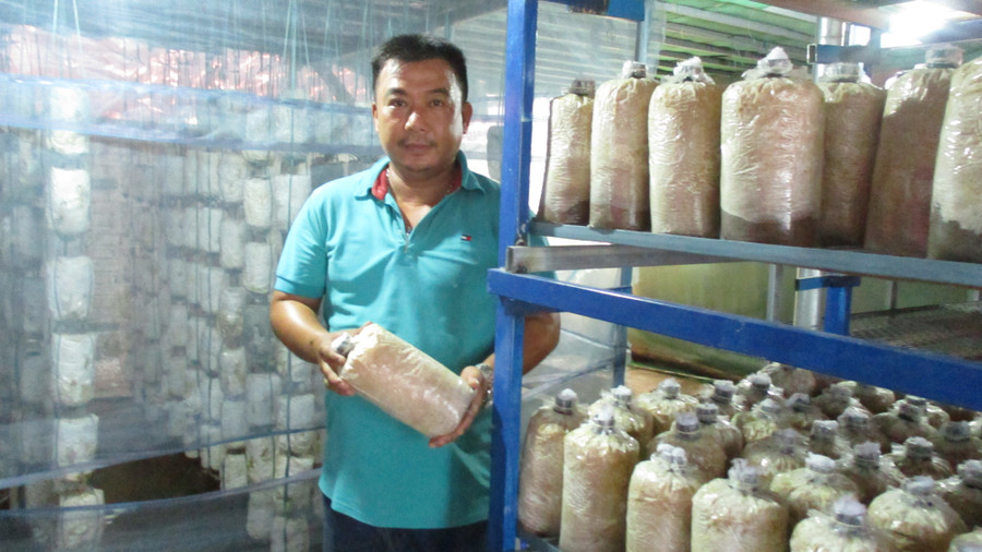 Anh Nguyễn Anh Tuấn, Phú Quý, xã Đại Hiệp, huyện Đại Lộc, tỉnh Quảng Nam về trồng nấm sò. Anh Nguyễn Anh Tuấn, Phú Quý, xã Đại Hiệp, huyện Đại Lộc, tỉnh Quảng Nam về trồng nấm sò.