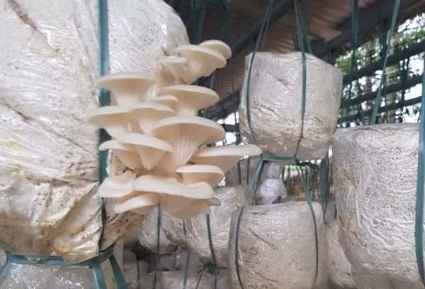 Mỗi ngày, anh Tuấn cung ứng ra thị trường 70-100kg nấm sò, giá nấm sò tươi bán ra thị trường là 45.000 đồng/kg. Mỗi ngày, anh Tuấn cung ứng ra thị trường 70-100kg nấm sò, giá nấm sò tươi bán ra thị trường là 45.000 đồng/kg.