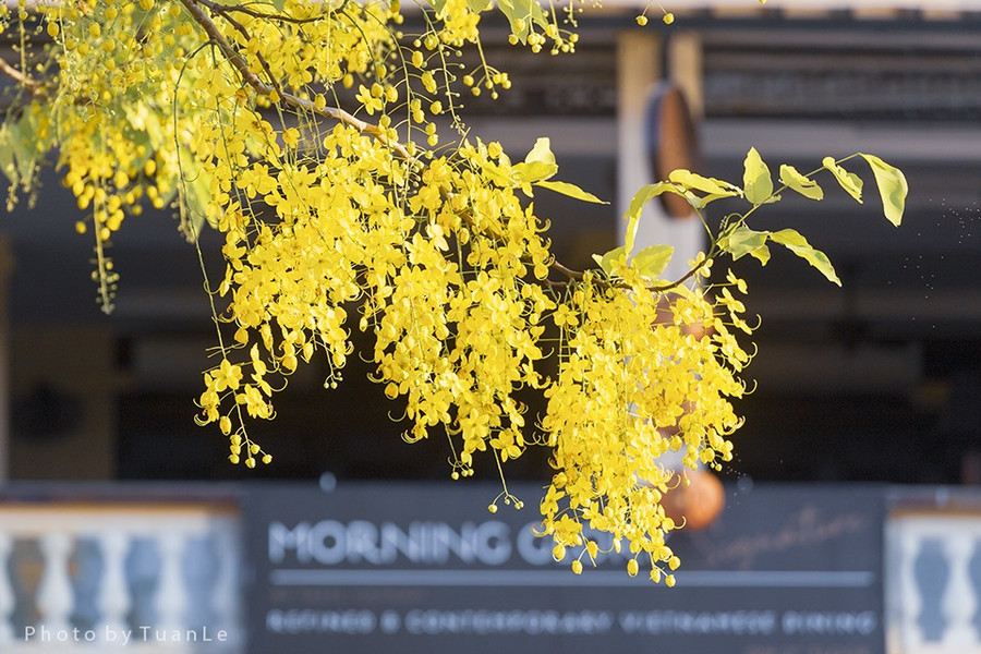  Sắc vàng Hoàng yến đổ trên sắc cổ xưa của Hội An. Ảnh: Lê Tuấn