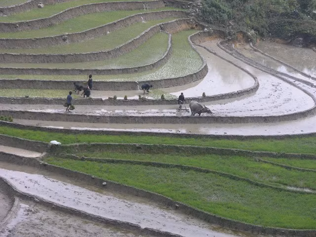 Trời nắng nóng của ngày đầu hè nhưng người dân vẫn hăng say làm việc tạo nên bức tranh đẹp trên cánh đống ruộng bậc thang Sa Pa. 