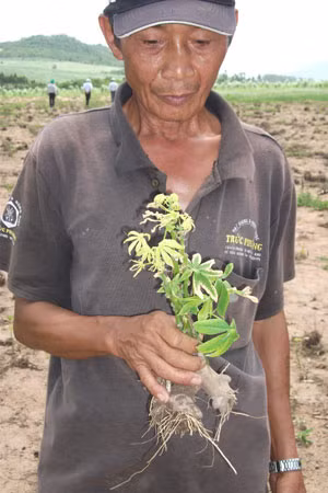 Ông Phương ở xã Kông Yang thẫn thờ nhìn những cây mì bị héo.