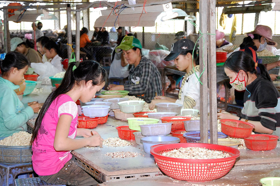 Công nhân đang bóc tách hạt điêutại chi nhánh công ty CP Long Sơn tại huyện Phú Thiện. Ảnh: Đức Thụy