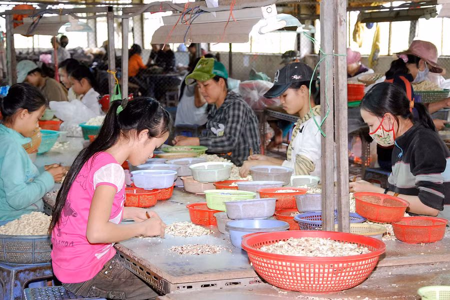 Công nhân đang bóc tách hạt điêutại chi nhánh công ty CP Long Sơn tại huyện Phú Thiện. Ảnh: Đức Thụy