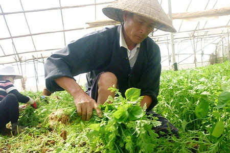 Thu hoạch rau ở Đà Lạt. Ảnh: Ngô Khắc Lịch