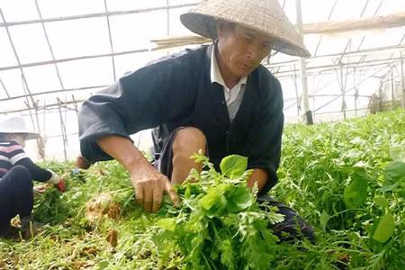 Thu hoạch rau ở Đà Lạt. Ảnh: Ngô Khắc Lịch