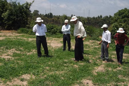 Vườn mì bị chết do ảnh hưởng của thuốc.