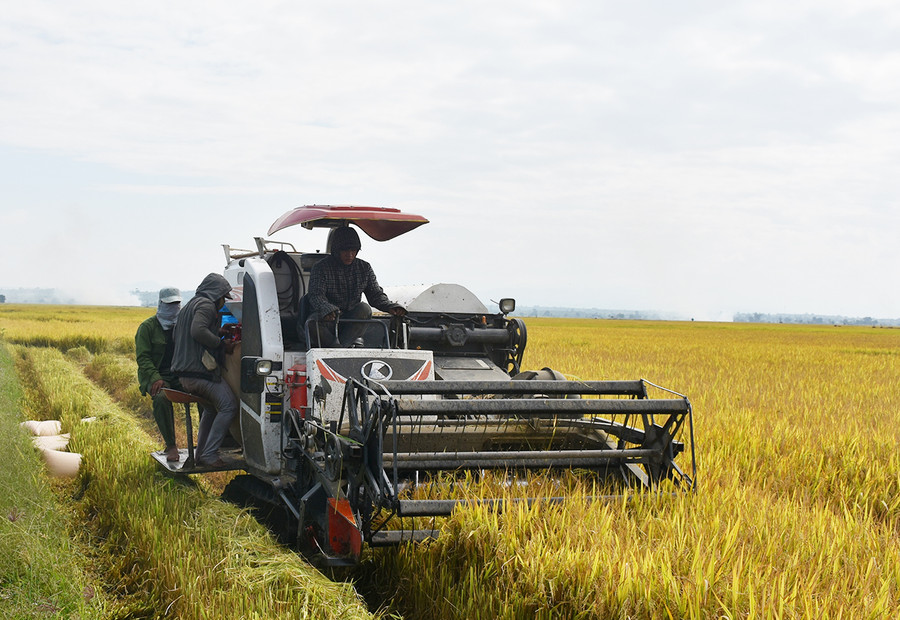 Cánh đồng lớn một giống của xã Ia Sol (huyện Phú Thiện) vào vụ thu hoạch. Ảnh: Bảo An