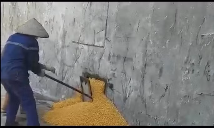 Vị trí được giấu bắp hạt trộm cắp