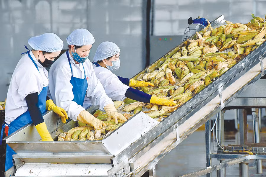  Sơ chế bắp tại DOVECO Gia Lai. Ảnh: Đức Thụy