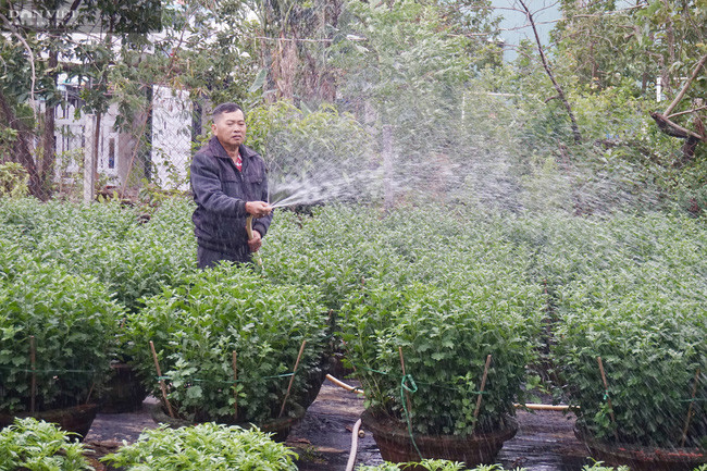 Để hoa cúc không phát sinh bệnh vì trời lạnh, ông Thu phải tưới nước thường xuyên.
