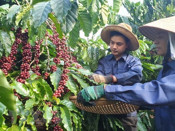 Thu hái càphê khi đã đủ độ chín. (Ảnh: Hưng Thịnh/TTXVN) Thu hái càphê khi đã đủ độ chín. (Ảnh: Hưng Thịnh/TTXVN)