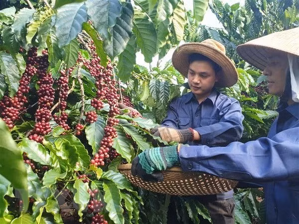 Thu hái càphê khi đã đủ độ chín. (Ảnh: Hưng Thịnh/TTXVN) Thu hái càphê khi đã đủ độ chín. (Ảnh: Hưng Thịnh/TTXVN)