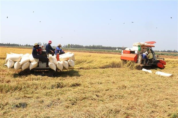 Giá lúa khu vực Đồng bằng sông Cửu Long tăng nhẹ. ( Ảnh: TTXVN) Giá lúa khu vực Đồng bằng sông Cửu Long tăng nhẹ. ( Ảnh: TTXVN)