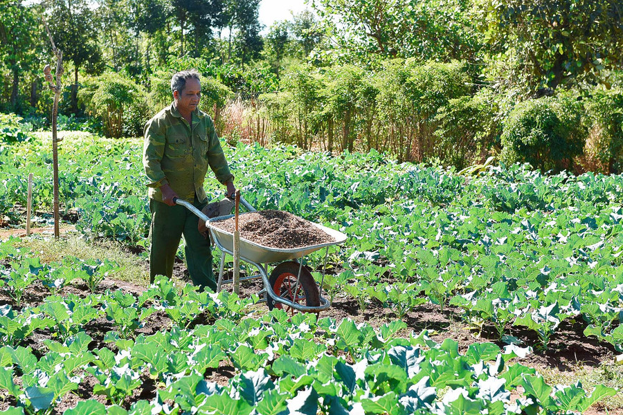 1.Ông Siu Yui mạnh dạn chuyển đổi 1 sào đất sang trồng rau sạch.