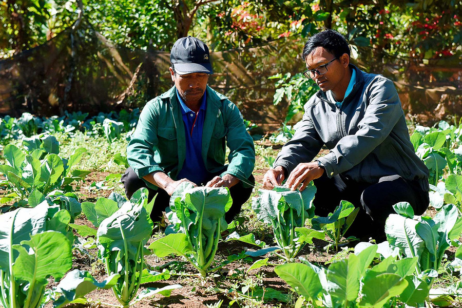 5.Đảng viên Rah Lan Mur hướng dẫn bà con cải tạo vườn tạp, chăm sóc cây rau màu, giúp bà con có thu nhập ổn định.