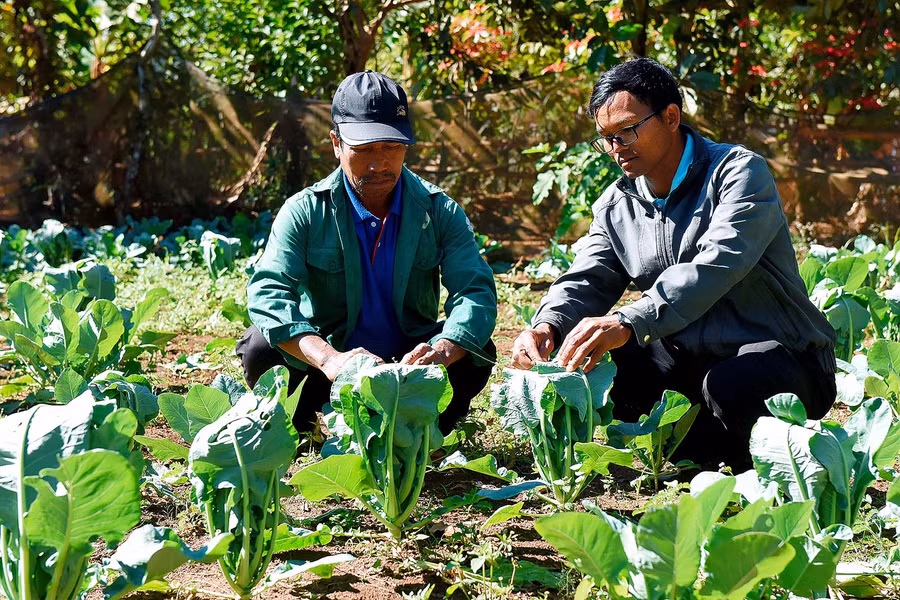 5.Đảng viên Rah Lan Mur hướng dẫn bà con cải tạo vườn tạp, chăm sóc cây rau màu, giúp bà con có thu nhập ổn định.