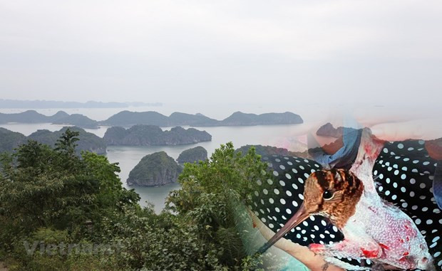 Đảo Cát Bà dần vắng bóng chim trời do vấn nạn bẫy bắt, giết hại chim hoang dã di cư suốt 20 năm qua. (Ảnh: PV/Vietnam+)