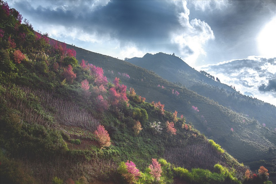 Những quả đồi căng đầy sức sống đón nắng mai.