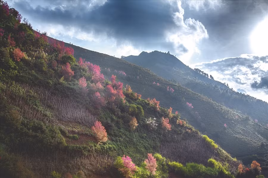 Những quả đồi căng đầy sức sống đón nắng mai.