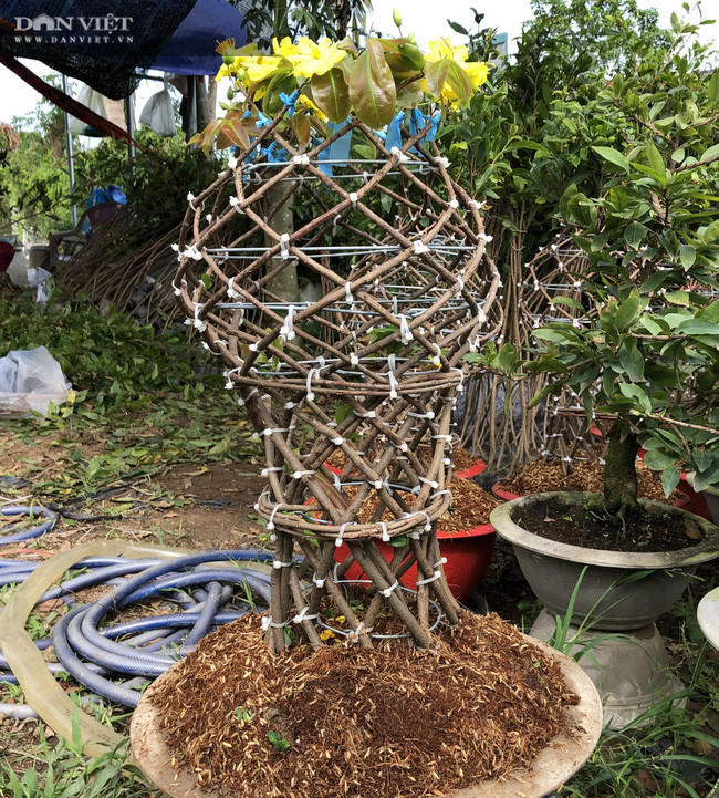 Để tạo thành những chiếc lộc bình mai độc lạ trưng Tết, anh Hiệp tốn nhiều công sức. Ảnh; M.A.