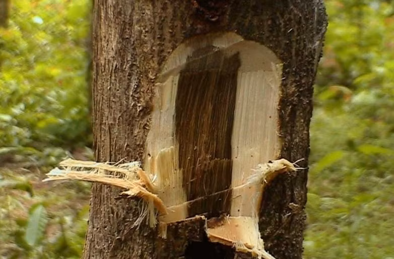 Ảnh minh họa: Internet