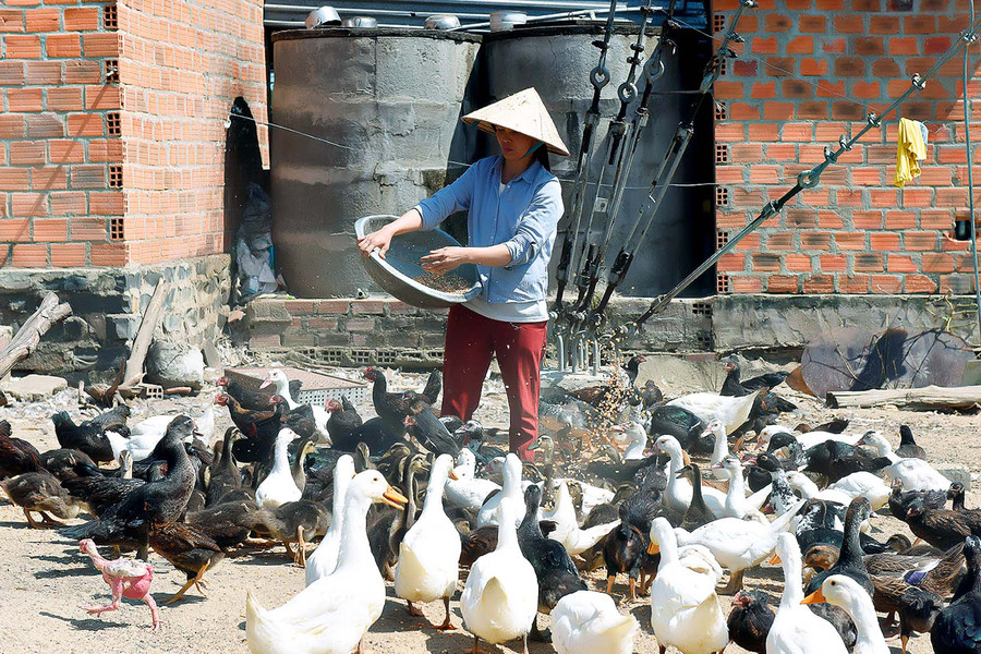  Mô hình chăn nuôi gia cầm của gia đình chị Vũ Thị Huê (ở tổ 10) nuôi hơn 200 con gà, vịt mỗi năm cho thu nhập trên 150 triệu đồng.