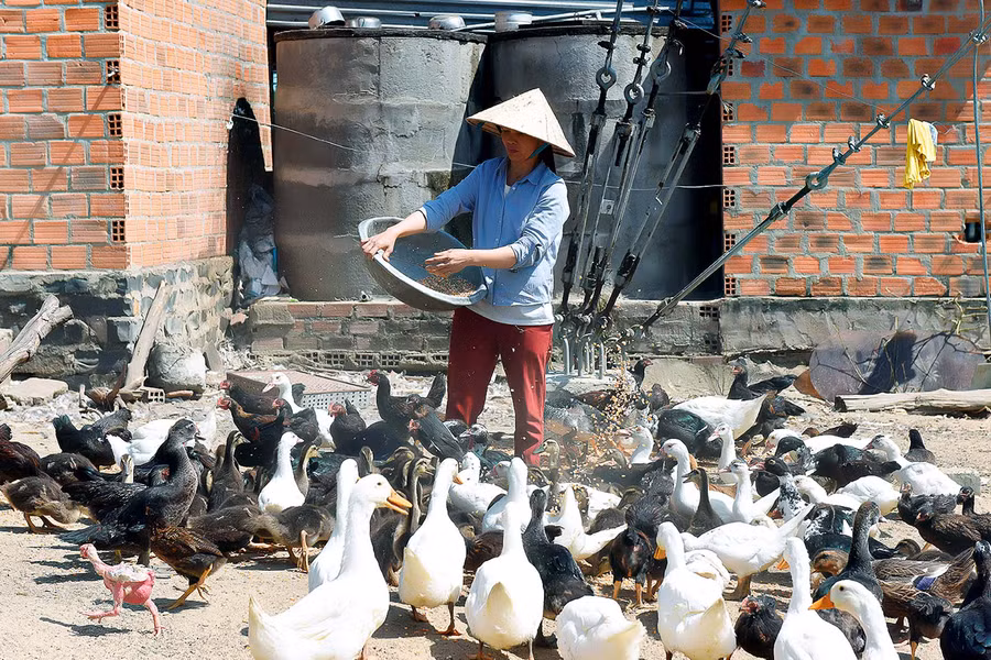  Mô hình chăn nuôi gia cầm của gia đình chị Vũ Thị Huê (ở tổ 10) nuôi hơn 200 con gà, vịt mỗi năm cho thu nhập trên 150 triệu đồng.