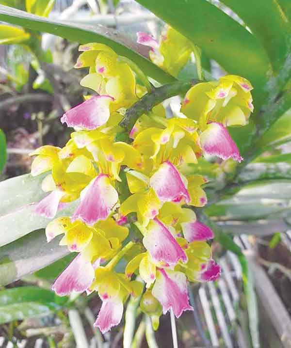 Hoa lan Hoàng Nhạn tháng 8. Ảnh: Duy Lê