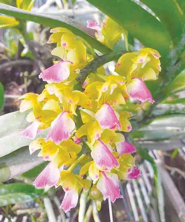 Hoa lan Hoàng Nhạn tháng 8. Ảnh: Duy Lê