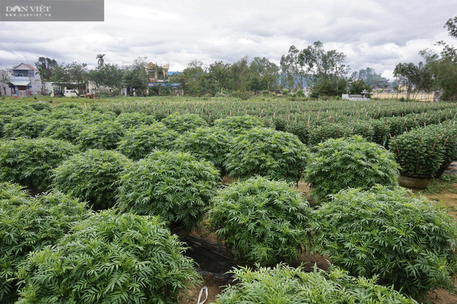  Vì thời tiết mưa lạnh kéo dài, cây thiếu ánh sáng nên thấp bé, ra búp trễ hơn mọi năm.