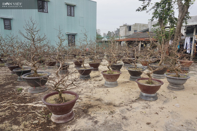 Những đợt mưa bão liên tiếp trong năm đã khiến nhiều cây mai chết, rụng lá, hư búp.  Những đợt mưa bão liên tiếp trong năm đã khiến nhiều cây mai chết, rụng lá, hư búp.