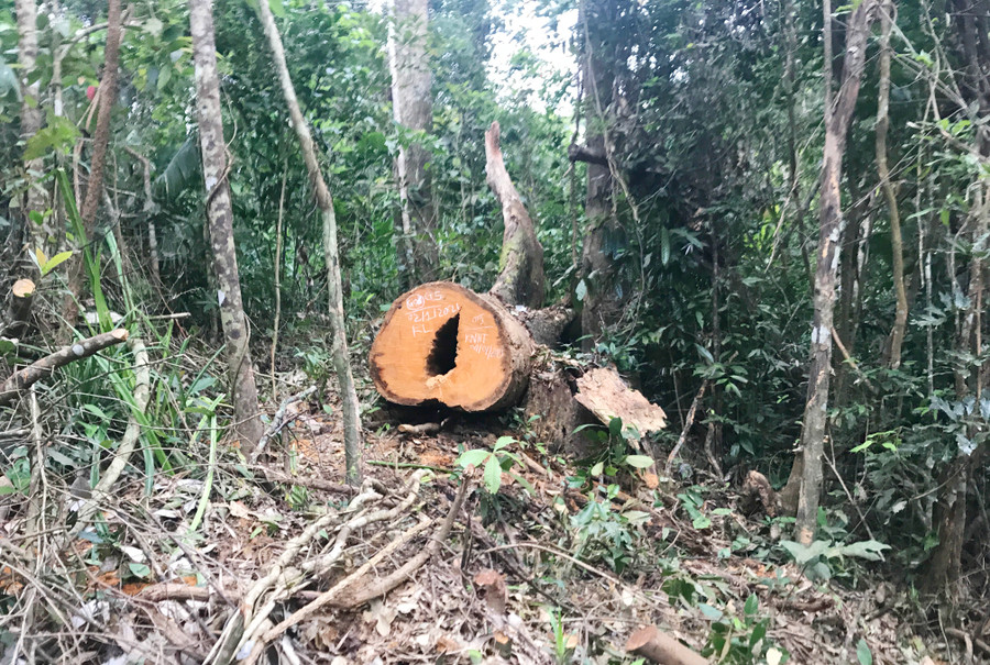 Một cây gỗ có đường kính lớn bị lâm tặc cưa hạ. Ảnh: Diệp Tấn Một cây gỗ có đường kính lớn bị lâm tặc cưa hạ. Ảnh: Diệp Tấn