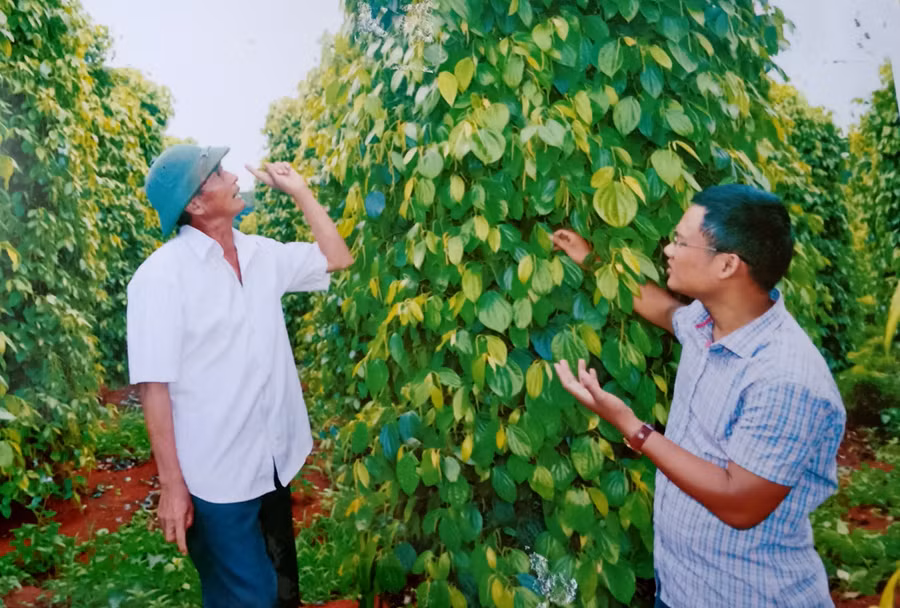 Cựu chiến binh phường Yên Thế (TP. Pleiku) trao đổi kinh nghiệm chăm sóc hồ tiêu. Ảnh: Hoàng Minh