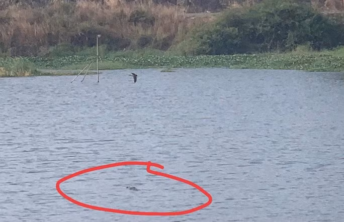 Một vị trí khác cũng phát hiện cá sấu