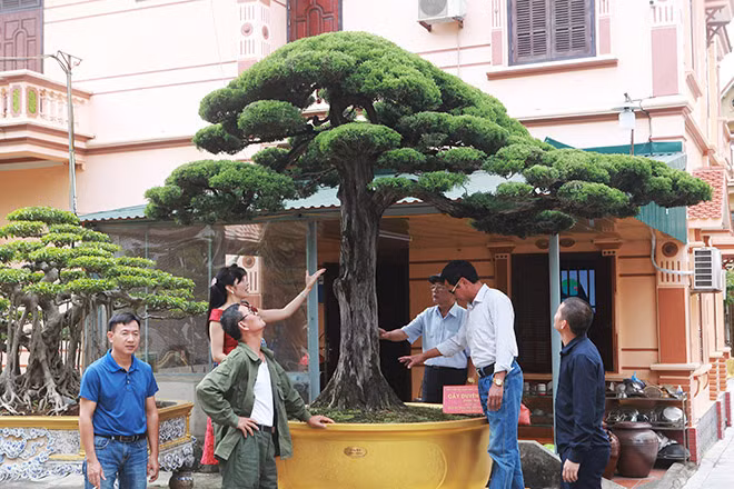  Tác phẩm duyên tùng được coi có dáng đẹp nhất Việt Nam được định giá 1 triệu USD