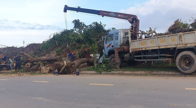 Bãi tập kết cây xanh vườn ươm khu B Nam cầu Cẩm Lệ bị cưa xẻ gỗ và vận chuyển đi ẢNH: NGUYỄN TÚ