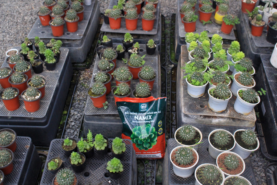 Trước xu hướng nhiều người thích chơi xương rồng và sen đá, cũng phát thêm đất trồng dành cho các loại cây này. Loại đất trồng này có các thành phần riêng, phù hợp đặc tính cây mọng nước, giúp cây sống lâu hơn, lên màu chuẩn hơn. Trước xu hướng nhiều người thích chơi xương rồng và sen đá, cũng phát thêm đất trồng dành cho các loại cây này. Loại đất trồng này có các thành phần riêng, phù hợp đặc tính cây mọng nước, giúp cây sống lâu hơn, lên màu chuẩn hơn.