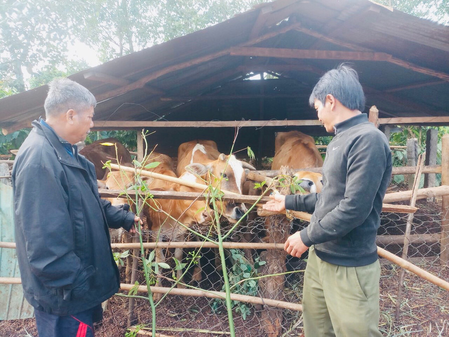 Nhờ được vay vốn sản xuất và được tặng bò giống, ông Rơ Châm Huôh (bìa trái, làng Út 1, xã Ia Hrung, huyện Ia Grai) đã thoát nghèo. Ảnh: Phan Lài