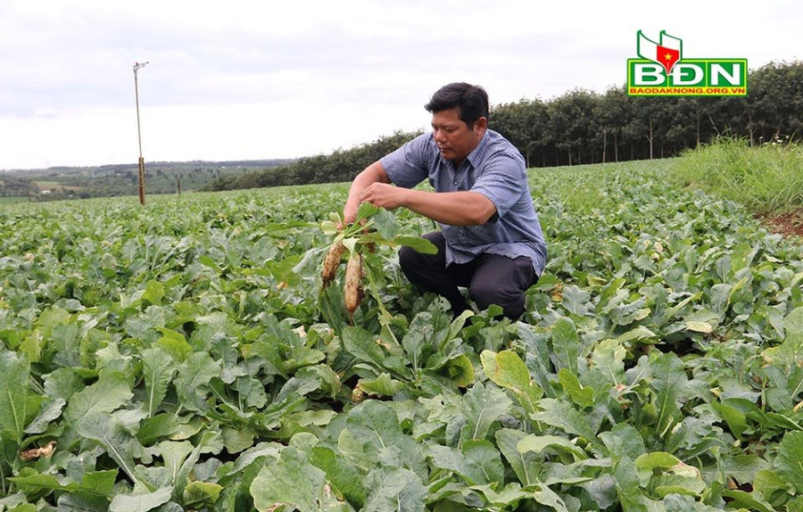 Anh Hồ Văn Nghe (xã Quảng Sơn, huyện Đắk Glong, tỉnh Đắk Nông) có nguồn thu nhập khá từ việc trồng củ cải trắng Nhật Bản