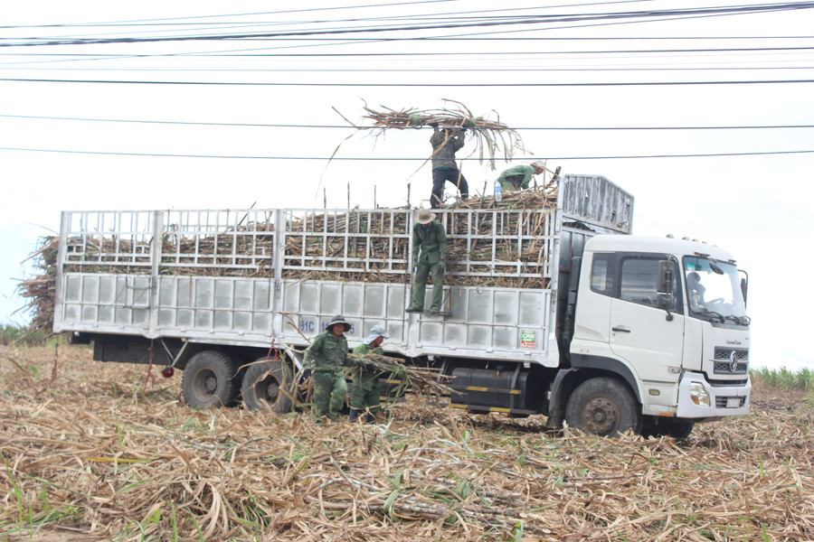 Các HTX tham gia vận chuyển mía cho người dân. Ảnh: Nguyễn Diệp